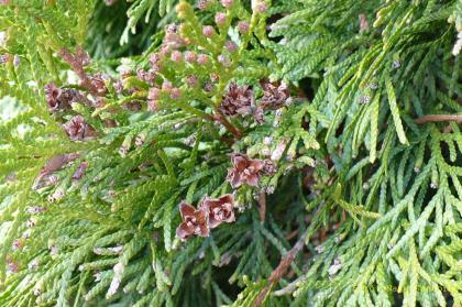 Thuja occidentalis